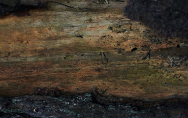 Dry autumn oak leaf on wet bark of a tree background with green moss and foliage after rain