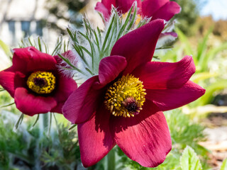 Close-up shot of Red Pasque Flower or Red Meadow Anemone- Pulsatilla rubra - boasting large...
