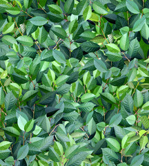 Obraz premium Decorative background with branches and green leaves. Full green color backdrop with cherry leaf