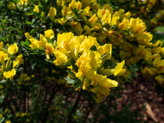 Close-up shot of the yellow buds and flowers of the ornamental shrub of legume family Cytisus (Chamaecytisus wulfii) in the garden. Full branches of flowers