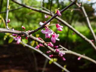 Close-up shot of the buds and flowers of the Eastern redbud (cercis canadensis). The flowers are showy, light to dark magenta pink in color on bare stems before the leaves
