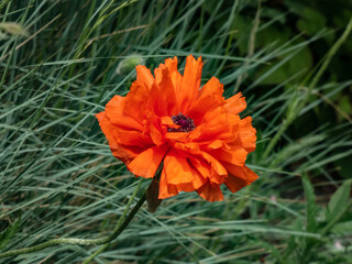 Close-up shot of the Oriental poppy (Papaver orientale) 'Olympia' flowering with orange flower in...