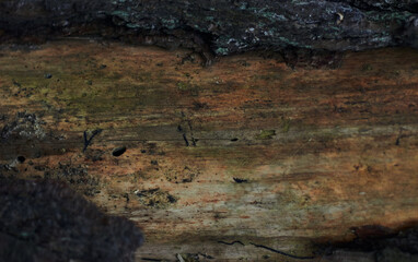 Dry autumn oak leaf on wet bark of a tree background with green moss and foliage after rain