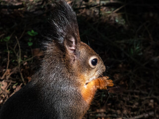 Close-up shot of the Red Squirrel (Sciurus vulgaris) with winter grey coat sitting on the ground and holding a pine cone in paws in bright sunlight with focus on eye. Beautiful animal scenery
