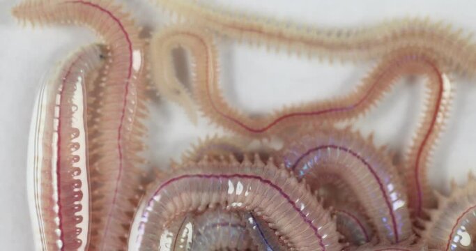 Sand Worm (Perinereis sp.) is the same species as sea worms (Polychaete), Living in a beach area with relatively shallow water levels for education in laboratory.