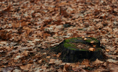 Three beautiful little edible mushrooms grow in the autumn forest on an old dry tree stump