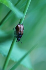 garden foliage beetle garden chafer in the grass green background