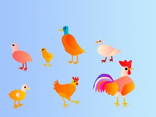 Set of beautiful domestic birds