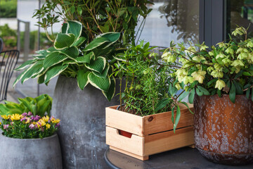 Flowers and plants in concrete pots and wooden box on the restaurant terrace. Scandinavian decoration, floral compositions on the street, modern gardening, exterior decorations.