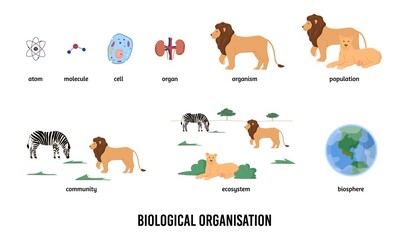 Biological organization and hierarchy infographic vector illustration isolated.