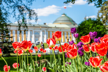 Obraz premium Tulips against the background of the Senate Palace in the Moscow Kremlin, Russia. Administration of the President of Russia