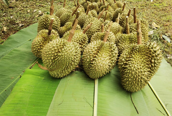 Top view of durian fruit on the floor 