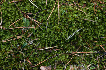 A variety of green botanical species fern clover round leafs shot in the dark autumn forest