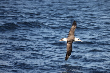 Laysan albatross (Diomedea immutabilis) in Japan