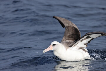 Fototapeta na wymiar Laysan albatross (Diomedea immutabilis) in Japan