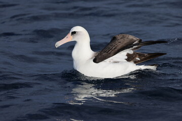 Laysan albatross (Diomedea immutabilis) in Japan