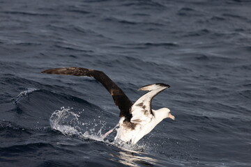 Laysan albatross (Diomedea immutabilis) in Japan