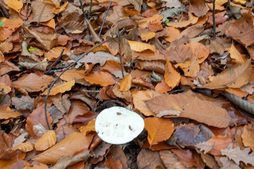 autumn leaves on the ground