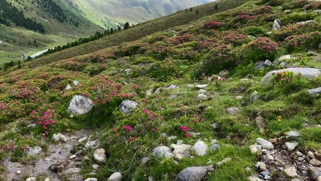 Alpine roses, nearby a hiking trail around K&uuml;htai in Austria