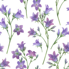 Fototapeta na wymiar Seamless pattern with blue spreading bellflower flowers (Campanula patula, little bell, bluebell, rapunzel, harebell). Watercolor hand painting illustration on isolate white background.