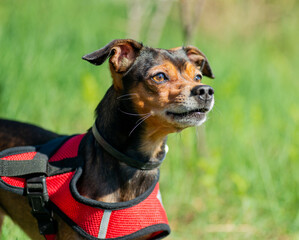 Miniature pinscher dog on a walk. Selective focus.