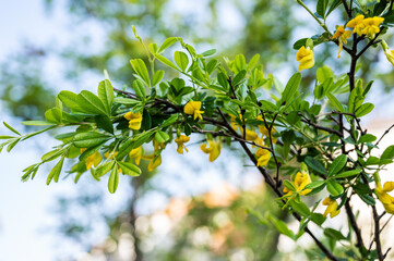 Flowers of Caragana, close-up. Shallow depth of field.