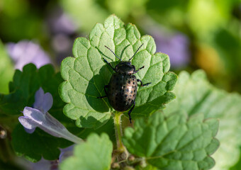 The leaf beetle (Chrysolina exanthematica) sits on a leaf on a sunny day.