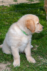 Golden Redriver- Labrador- Flat-Coated Retriever Welpen
