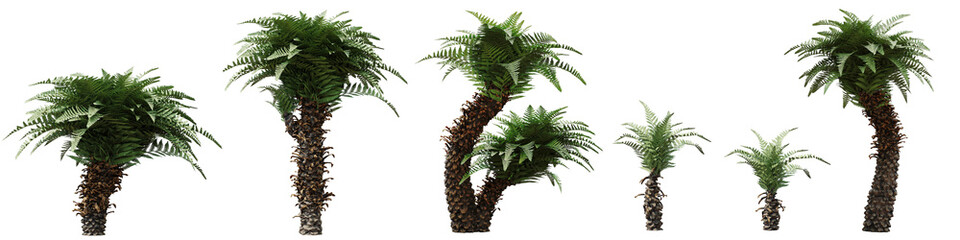 tree fern, exotic tropical plant, set isolated on white background  - obrazy, fototapety, plakaty