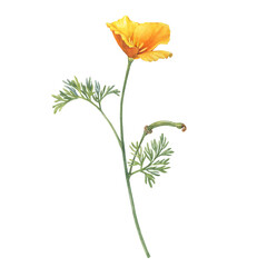Branch with desert gold poppy flower (golden Eschscholzia, California sunlight, cup of gold, tufted Mojave poppy). Hand drawn watercolor painting illustration isolated on white background.