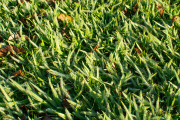 morning frost on grass in meadow field. Close up ice on grass in field.