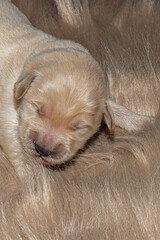 Golden Redriver- Labrador- Flat-Coated Retriever Welpen