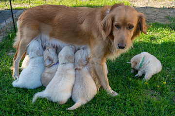 Golden Redriver- Labrador- Flat-Coated Retriever Welpen