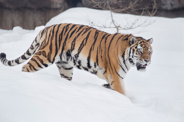 Wild siberian tiger is walking on a white snow and looking away. Amur tiger. Panthera tigris tigris. Animals in wildlife.