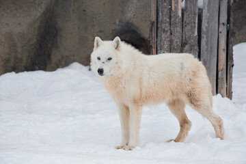 Wild white wolf is standing on a white snow and looking away. Canis lupus arctos. Polar wolf or...