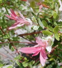 wholesale willow 'hakuro-nishiki'