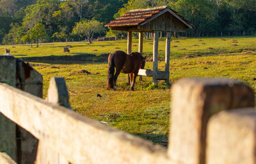 A horse grazes on a Brazilian farm, A horse grazes on a Brazilian farm, Rio Grande do Sul