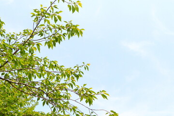 森林・公園のイメージ素材