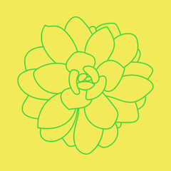 Doodle Succulent green Flower. Desert flower for print and design. Pattern. Modern background.