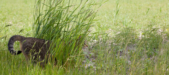 A gray-brown cat hidden behind a growing clump of grass in a meadow. Hunting from concealment.