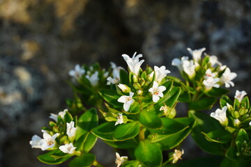 海岸に咲くハマボッスの花