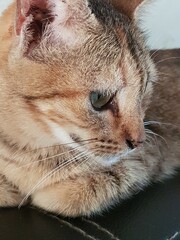 a closeup of a beautiful tabby cat with green eyes with a tilted head