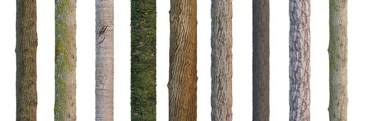 tree trunks isolated on white background - obrazy, fototapety, plakaty