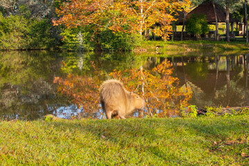 Brazil wildlife. Capybara, Hydrochoerus hydrochaeris, Biggest mouse near the water with evening light during sunset, Rio Grande do Sul, Brazil. Wildlife scene from nature.