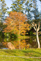 Brazil wildlife. Capybara, Hydrochoerus hydrochaeris, Biggest mouse near the water with evening light during sunset, Rio Grande do Sul, Brazil. Wildlife scene from nature.