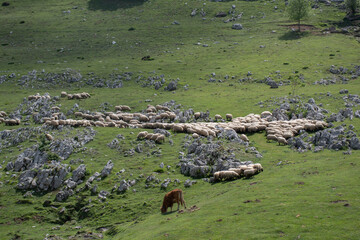 ovejas en el campo