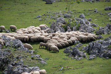 ovejas en el campo