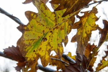 autumn leaves on the tree