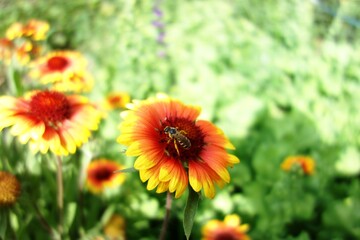 natural pollination bee with pollen on a gaillardia orange yellow flower