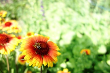 natural pollination bee with pollen on a gaillardia orange yellow flower